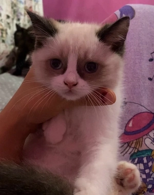 kitten sucht ein zuhause 