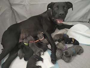 Presa Canario Welpen - kräftig, gesund, sofort abgabebereit