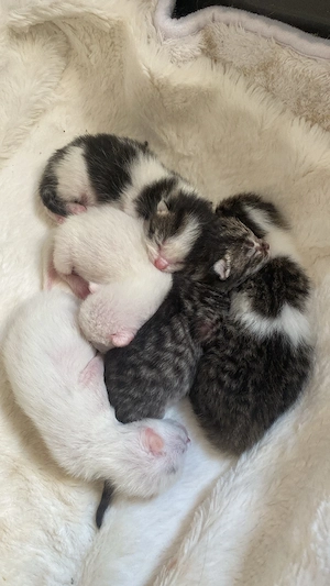 BKH mix Kitten 
