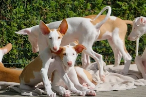    Podenco-Welpen suchen ein liebevolles Zuhause   