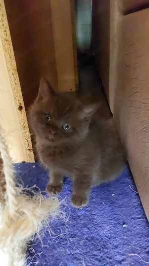 Britisch Kurzhaar Mix noch 2 Kitten abzugeben 