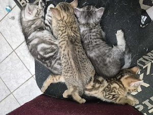 Katzenbaby BKH  Tl: 0174 9810317 WhatsApp 