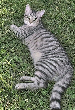 noch 2 Süsse Schmusekater - Perser-Mix 