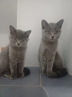 BKH Katzen Reinrassig 13 Wochen alt 