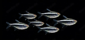 Schwarze Neon Hyphessobrycon herbertaxelrodi 