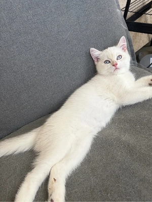 BKH Kitten