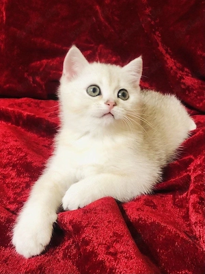 British Kurzhaar Kater BKH  Bild 2