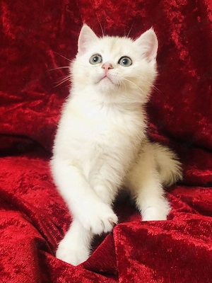 British Kurzhaar Kater BKH  Bild 6