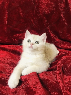British Kurzhaar Kater BKH  Bild 4