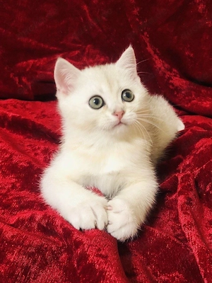 British Kurzhaar Kater BKH  Bild 5