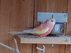 Bourkesittiche