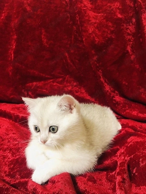 British Kurzhaar Kater BKH 