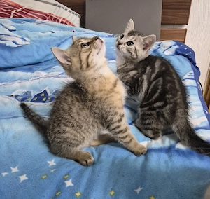  Katzenbaby BKH  Tl: 0174 9810317 WhatsApp 