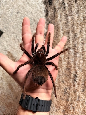 theraphosa apophysis 0.1 Vogelspinne