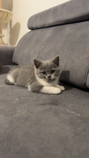 einzigartige kitten 