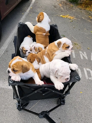 Bezaubernde englische Bulldoggenwelpen suchen ein neues Zuhause