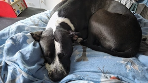 luna sucht ein neues zuhuase  Bild 5