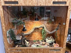 5 Kornnattern inkl. Terrarium abzugeben