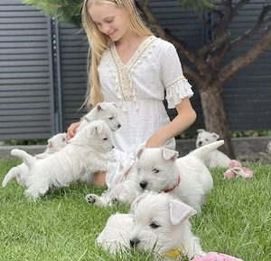 Nur noch zwei kleine Westie-Herzen suchen ihre Familie   L-Wurf  Love & Laughter
