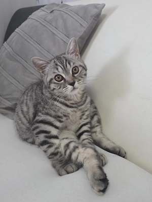 Ab sofort Abgabebereit BKH Kitten .