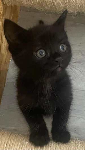 süßes Kitten