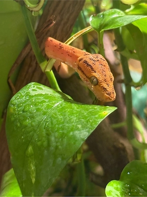 corallus hortulanus 