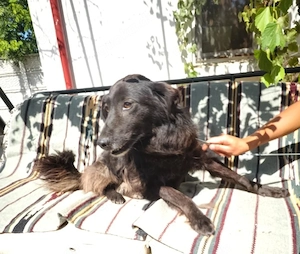 Simi, 1 Jahr, lieb, ca. 45-50 cm