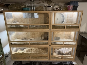 Drei junge Degus (Weibchen) mit großer Käfiganlage und Zubehör