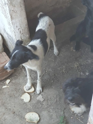 2 gerettete 8Mon Hündinnen aus Kroatien ausreisebereit  Bild 5