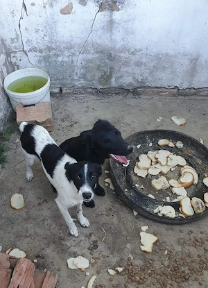 2 gerettete 8Mon Hündinnen aus Kroatien ausreisebereit  Bild 6