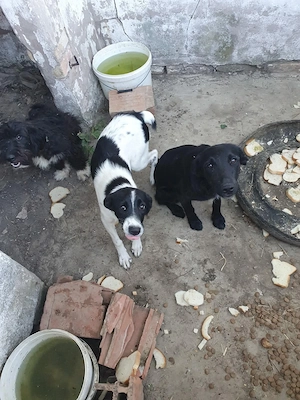3 gerettete 8Mon Welpen suchen Zuhause aus Kroatien 