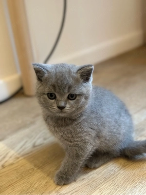 BKH. Kitten Bild 5