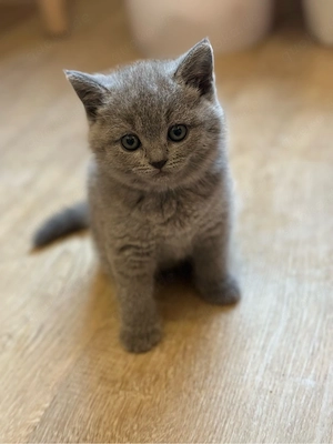 BKH. Kitten Bild 6