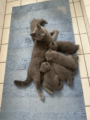 BKH. Kitten Bild 9