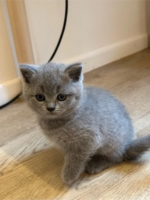 BKH. Kitten Bild 8