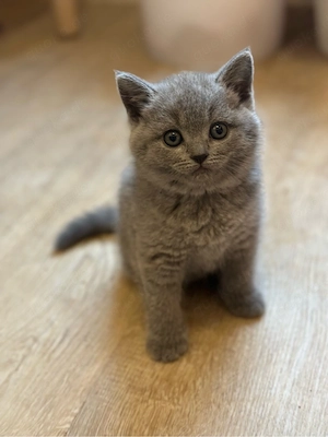 BKH. Kitten Bild 4