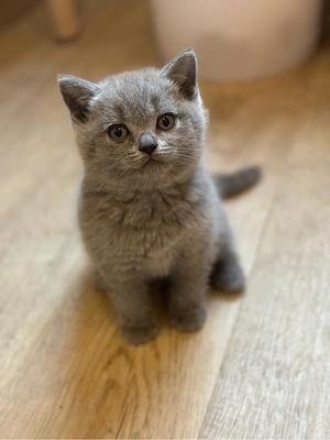 BKH. Kitten Bild 3