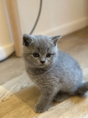 BKH. Kitten Bild 7