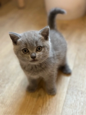 BKH. Kitten Bild 2