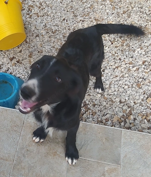 Kleiner Collie Mix Rüde 7Mon 12kg 42cm vom Hundetrainer in Kroatien zuhause