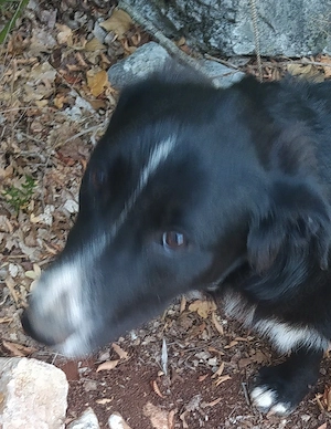 Kleinerer Collie Mix Rüde 7Mon 19kg 48cm vom Hundetrainer in Kroatien zuhause