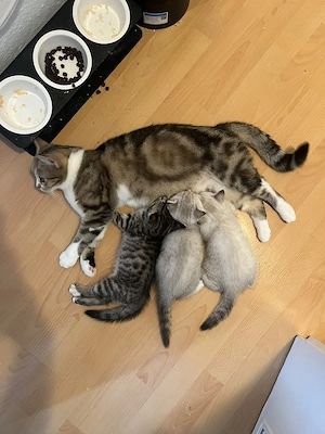 Drei Babykatzen (geb. 28.05.) mit Mama & Papa ab 17.09. bereit für ihr großes Glück!