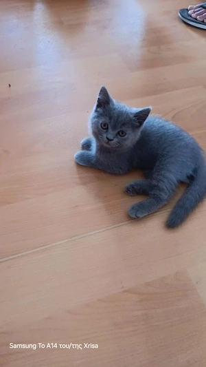 bkh britische kurzhaar kitte