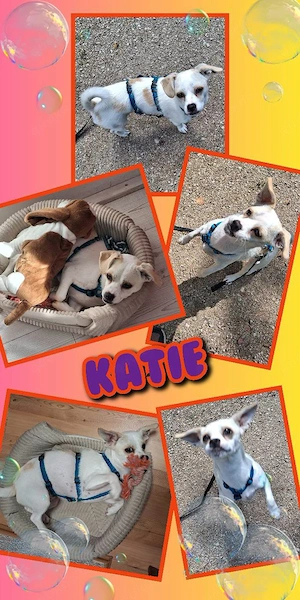 kleine, liebe, unkomplizierte, menschenbezogene, junge Hündin "Katie" sucht ein Zuhause