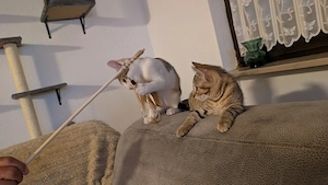 2 katzen 15 wochen alt