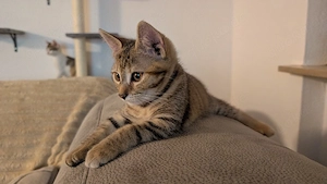 2 katzen 15 wochen alt