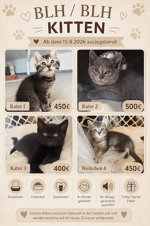 blh bkh kitten 