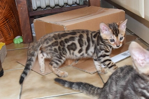 Menschenbezogenes Bengal Mädchen Angelgarden Bia aus liebevoller Hobbyzucht