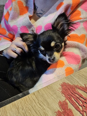 Chihuahua Hündin 