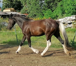 Barockpinto Stute Bild 5